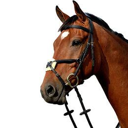 Produktbild von Erhöhte gepolsterte Reitzäume in Form von 8 Weatherbeeta Collegiate Syntovia+