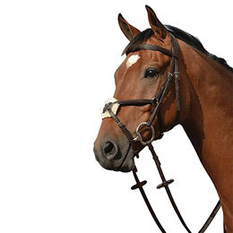 Erhöhte gepolsterte Reitzäume in Form von 8 Weatherbeeta Collegiate Syntovia+ – Bild 1 von 2