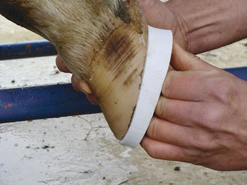 Produktbild von Ersatzteilblock breit-blique Kerbl Walkease Wedgy (x10)