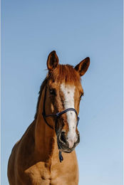 Produktbild von Ethologisches Halfter für Pferde Norton Nylon