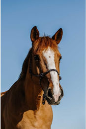 Produktbild von Ethologisches Halfter für Pferde Norton Zary