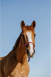 Produktbild von Ethologisches Halfter für Pferde Norton Zary