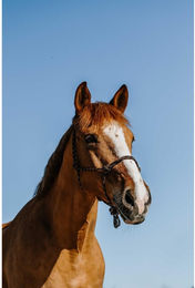 Produktbild von Ethologisches Halfter für Pferde Norton Zary