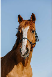 Produktbild von Ethologisches Halfter für Pferde Norton Zary