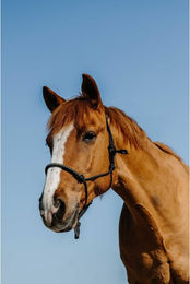 Produktbild von Ethologisches Halfter für Pferde Westride Diams