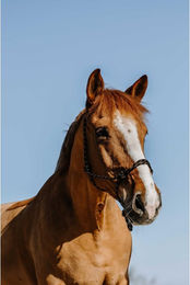 Produktbild von Ethologisches Halfter für Pferde Westride Western