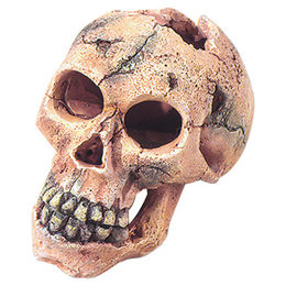 Europet-Bernina Aquariendeko Totenschädel – Bild 1 von 6