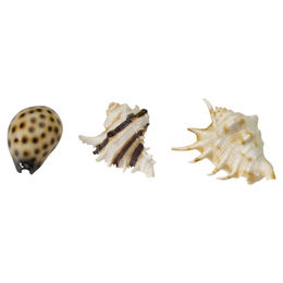 Produktbild von Europet Bernina Aquarium Dekoration Seashell Mix