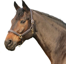 Produktbild von Euroriding Halfter Oakland Super Soft Natural Line