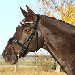 Produktbild von Euroriding Trense La Rochelle mit schwedischem Reithalfter ohne Zügel EuroClub