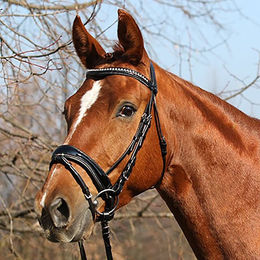 Produktbild von Euroriding Trense Newbury schwedisch