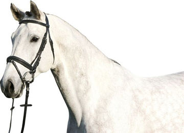 Produktbild von Euroriding Trense Paris mit englischem Reithalfter