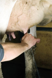 Produktbild von Euterwaschanlage Septicare (x25)