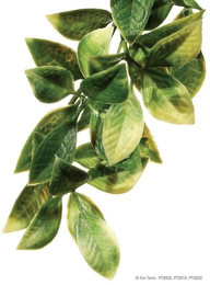 Produktbild von Exo Terra Terrarien-Pflanze Amapallo Small