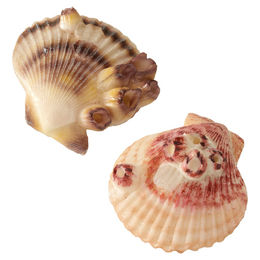 ebi Aquariendekoration Figur und Höhle Sea Shell Bunt für Fische – Bild 1 von 2