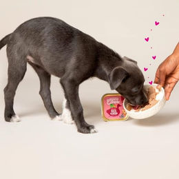 Edgard & Cooper Puppy Nassfutter Ente & Huhn Getreidefrei und Glutenfrei 11 x 150 g – Bild 1 von 3