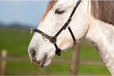 Produktbild von Edix Saddles Caveçon für Pferde Schwarz Warmblut ED5