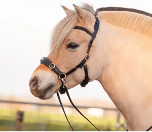 Produktbild von Edix Saddles ED5 Pro Caveçon für Pferde aus Leder in Schwarz