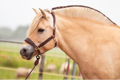 Produktbild von Edix Saddles Kaily Pferdehalfter aus Leder in Braun für Vollblut
