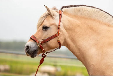 Produktbild von Edix Saddles Kaily Pferdehalfter aus Leder in Braun für Vollblut
