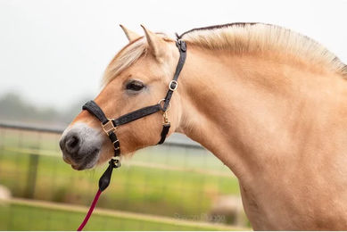 Produktbild von Edix Saddles Kaily Pferdehalfter aus Leder in Schwarz für Vollblut