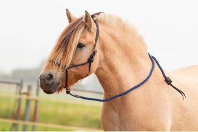 Produktbild von Edix Saddles Resi-lead Lederhalfter für Pferde in Blau