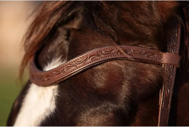 Edix Saddles Stirnband für Pferde – Bild 1 von 1