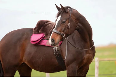 Edix Saddles Zaumzeug ED2-Nyra zum Reiten – Bild 1 von 1