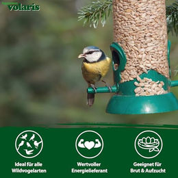Eggersmann Volaris Geschälte Sonnenblumenkerne Vogelfutter für Wildvögel 16kg – Bild 1 von 3