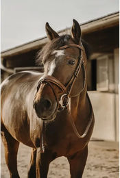 Ekkia Eric Thomas Trense Visby aus Leder in Braun für Pferde – Bild 1 von 3