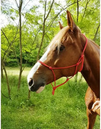 Ekkia Ethologisches Halfter aus Nylon in Rot – Bild 1 von 3