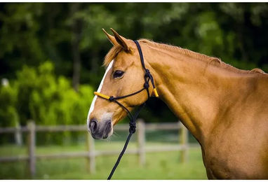 Produktbild von Ekkia Knotenhalfter Fun Colour mit Strick für Ponys in Schwarz-Orange