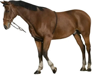 EKKIA Norton Trainingshilfe für Warmblut Pferde Braun – Bild 1 von 3