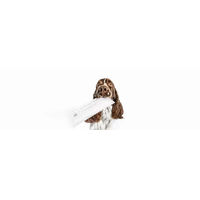 Produktbild von Elbhunde Geschenkgutschein 40 Euro