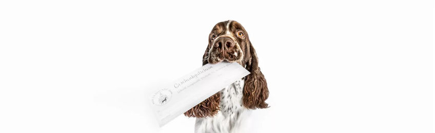 Produktbild von Elbhunde Geschenkgutschein 80 Euro für Hunde aller Größen und Altersstufen