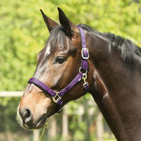 Produktbild von Eldorado Nylon-Pferdehalfter Lea für Ponys in Lila
