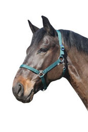 Eldorado Pferde-Halfter Standard aus Nylon für Warmblut in Grün – Bild 1 von 2