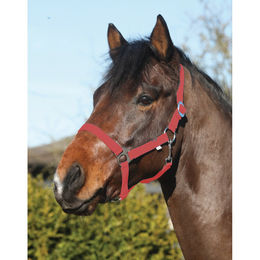 Eldorado Pferde-Halfter Standard für Warmblut aus Nylon in Rot – Bild 1 von 2
