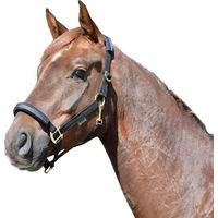 Produktbild von Equest EQ Stretch Halfter mit Messing Finish für Pferde