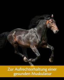Equistro Excell E Pulver zur Unterstützung des Muskelaufbaus für Pferde 1,15 kg - 1,15 kg – Bild 1 von 6