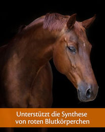 Equistro Haemolytan 400 Ergänzungsfutter für Pferde zur Unterstützung von Sport, Leistung und Aufzucht 250 ml - 250 ml – Bild 1 von 6