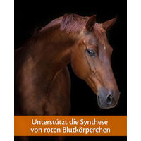Produktbild von Equistro Haemolytan 400 Ergänzungsfutter für Pferde zur Unterstützung von Sport, Leistung und Aufzucht 250 ml - 250 ml