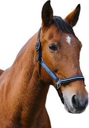 Equithème Domino Pferdehalfter aus Nylon in Blau Größe Full – Bild 1 von 3