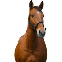 Produktbild von Equithème Domino Pferdehalfter aus Nylon in Grün oder Schwarz