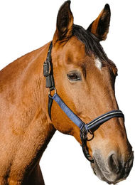 Equithème Domino Pferdehalfter aus Nylon mit Metallic-Effekt und Strasssteinen für Warmblut Pferde in Blau – Bild 1 von 3