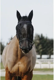 Produktbild von Equithème Halfter und Fliegenmaske für Ponys aus Neopren in Schwarz
