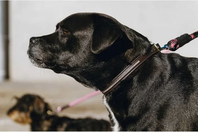 Produktbild von Equithème Hundehalsband und Führleine Set aus Kunstleder in Braun für kleine Hunde