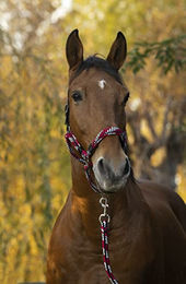 Produktbild von Equithème NORTON Tressé Halfter und Führstrick für Warmblut in Fuchsia Grau Schwarz