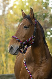 Produktbild von Equithème NORTON Tressé Halfter und Führstrick für Warmblut in Fuchsia, Hellblau und Marineblau