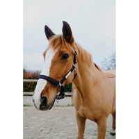 Produktbild von Equithème Opal Pferdehalfter aus Polyester für Ponys in Schwarz